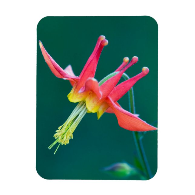 Red Columbine Magnet (Vertikal)