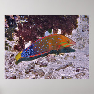 Red Coris Poster