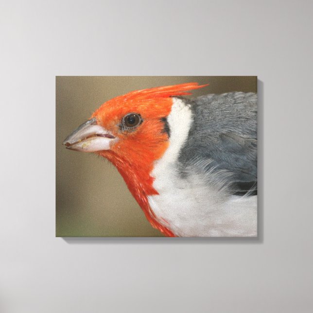 Red Created Kardinal Leinwanddruck (Vorderseite)