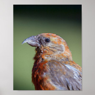 Red Crossbill Poster
