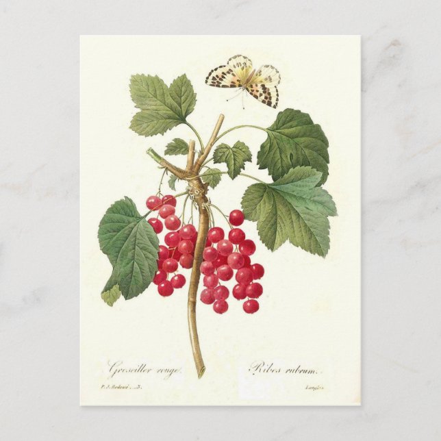 Red Currant Postkarte (Vorderseite)