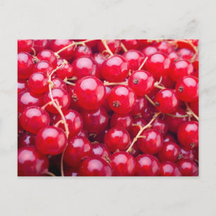 Red Currant Postkarte