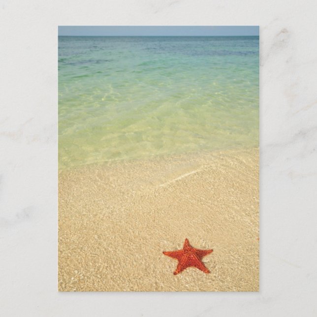 Red Cushion Sea Star | Trinidad, Kuba Postkarte (Vorderseite)