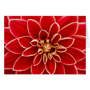 Red Dahlia