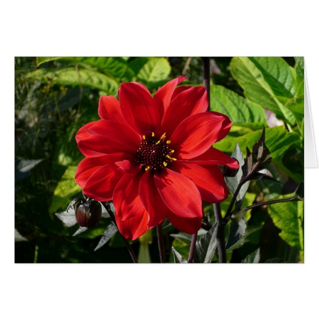 Red Dahlia (Bischof von Llandaff) II (Vorderseite (Horizontal))