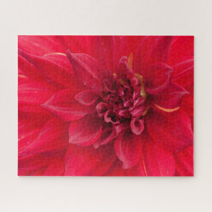 Red Dahlia Blume