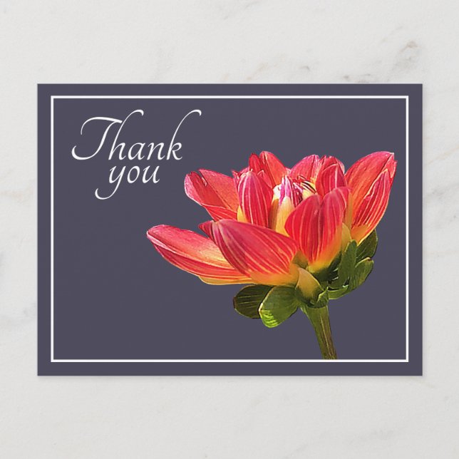 Red Dahlia Blume Grau Hintergrund Vielen Dank Postkarte (Vorderseite)