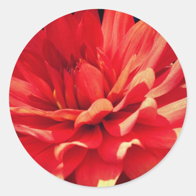 Red Dahlia Blume Runder Aufkleber (Vorderseite)