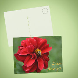 Red Dahlia Blume und Hummel Fotografisch Postkarte