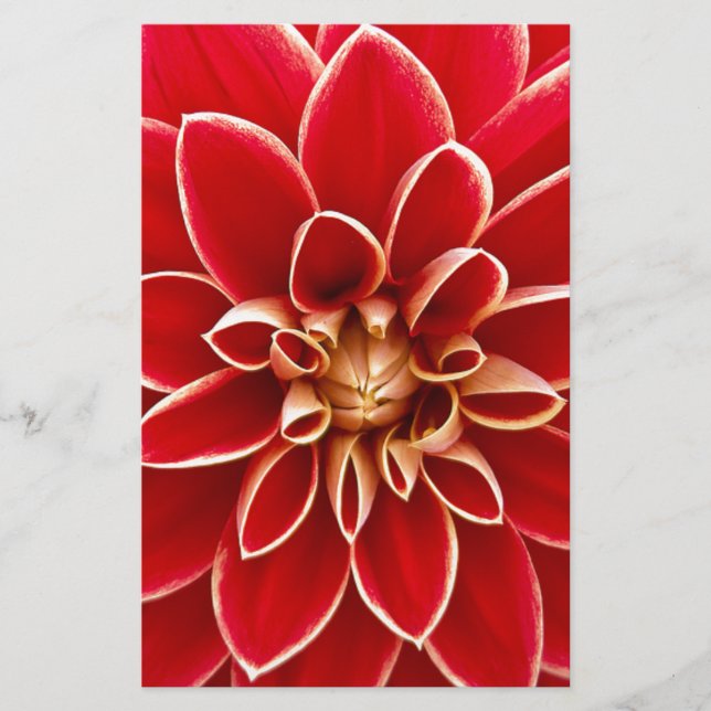 Red Dahlia Briefpapier (Vorderseite)