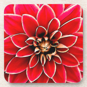 Red Dahlia, digitale Kunst Getränkeuntersetzer