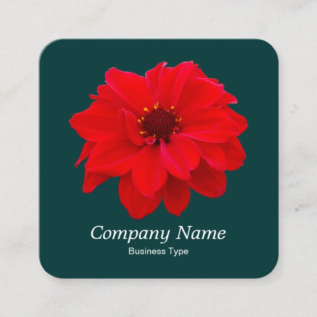 Red Dahlia - Dunkelgrün Quadratische Visitenkarte (Vorderseite)