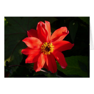 Red Dahlia (évêque de Llandaff)