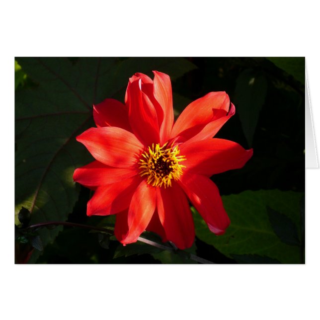 Red Dahlia (évêque de Llandaff) (Devant horizontal)