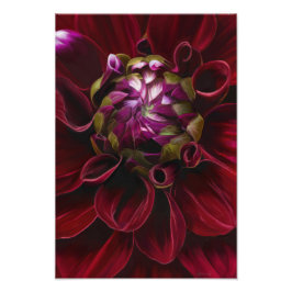 Red Dahlia Foto Print
