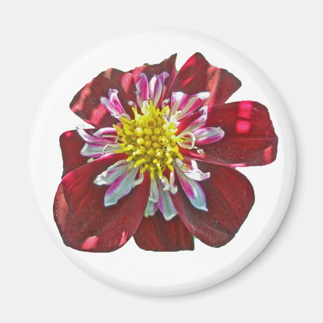Red Dahlia Magnet (Vorne)