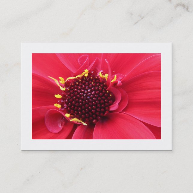 Red Dahlia Nah-up (grenzt) Visitenkarte (Vorderseite)