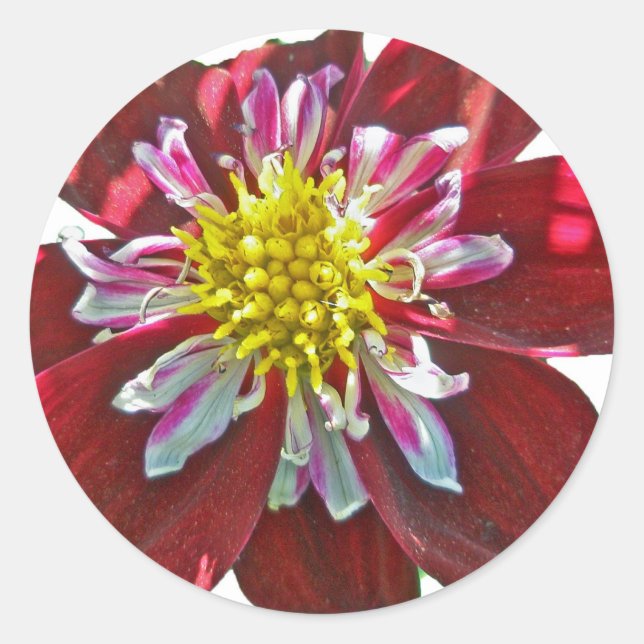 Red Dahlia Sticker (Vorderseite)