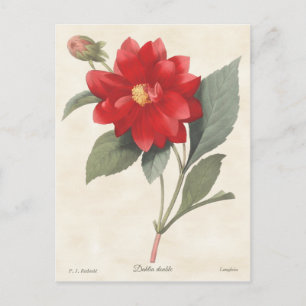 Red Dahlia Vintag Botanische Illustration Postkarte