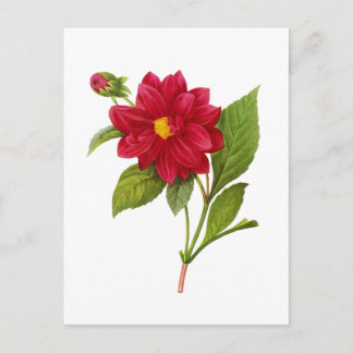Red Dahlia von Pierre Joseph Redoute Postkarte