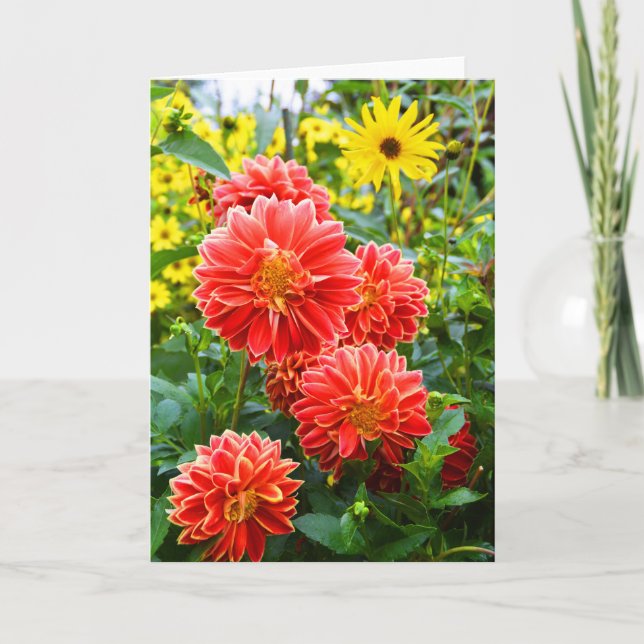 Red Dahlias Karte (Vorderseite)