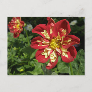 Red Dahlias Postkarte