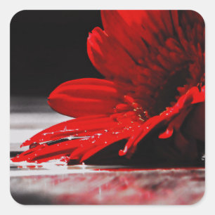 Red Daisy Gerbera Blume Quadratischer Aufkleber