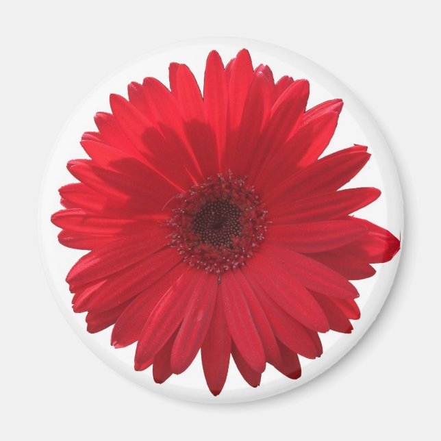 Red Daisy Magnet (Vorne)