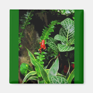 Red Dart Frog CB Magnet