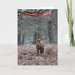 Red Deer dans la carte de Noël de neige