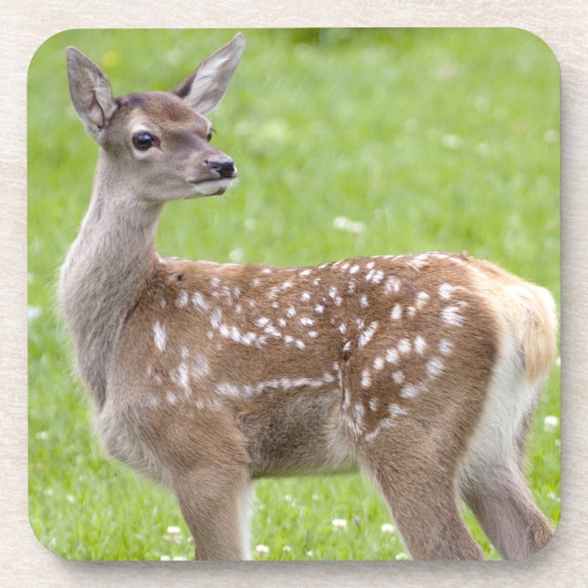 Red Deer Fawn Set von 6 Untersetzer (Vorderseite)