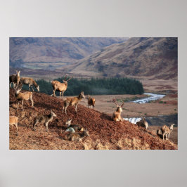 Red Deer in Glen Etive, Highlands, Schottland Poster