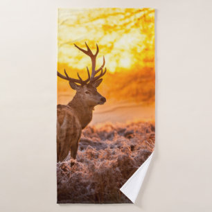 Red Deer in Morning Sun, cerf, animal, faune, natu