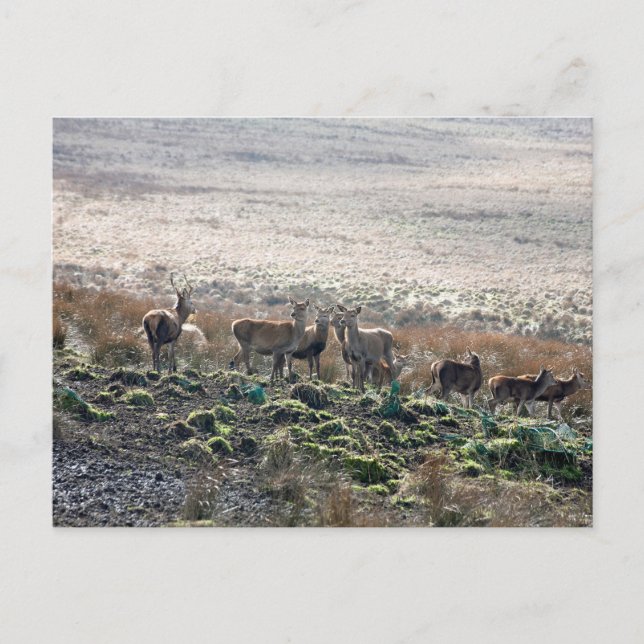 Red Deer Lyme Park Postkarte (Vorderseite)