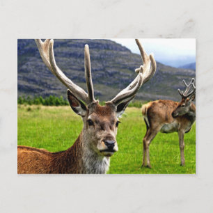 Red Deer Stag Postkarte