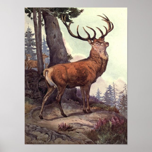 Red Deer von Winifred Austen, Vintage Wildtiere Poster (Vorne)
