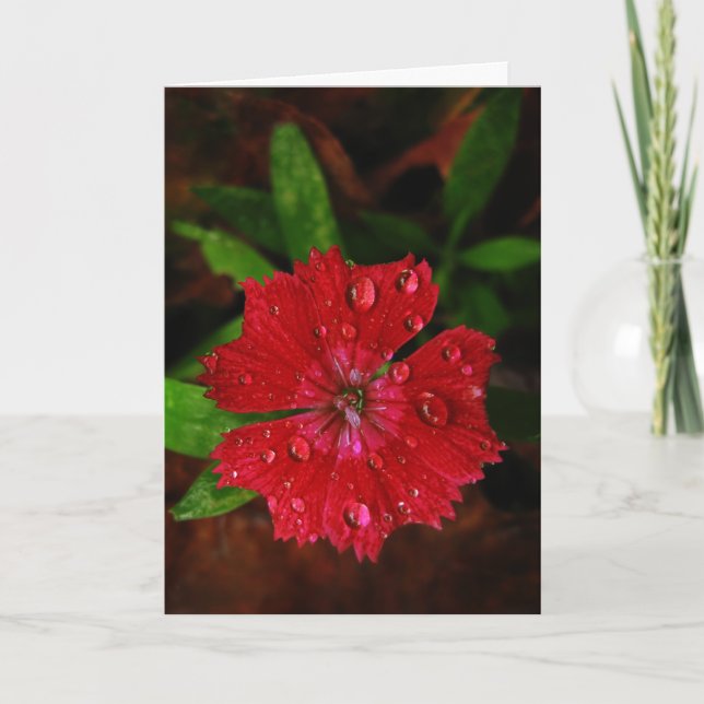 Red Dianthus Avec Cartes de remerciements Raindrop (Devant)