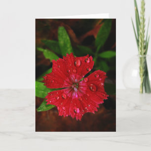 Red Dianthus Avec Cartes de remerciements Raindrop