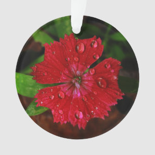 Red Dianthus Avec Raindrops