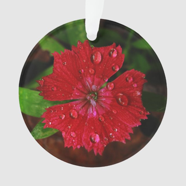 Red Dianthus Avec Raindrops (devant)