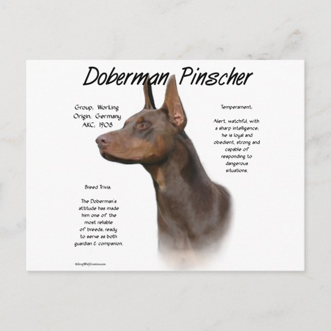 Red Doberman History Postkarte (Vorderseite)