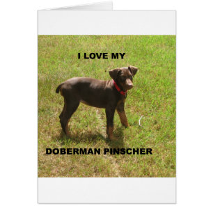 Red_doberman_Liebe w pic