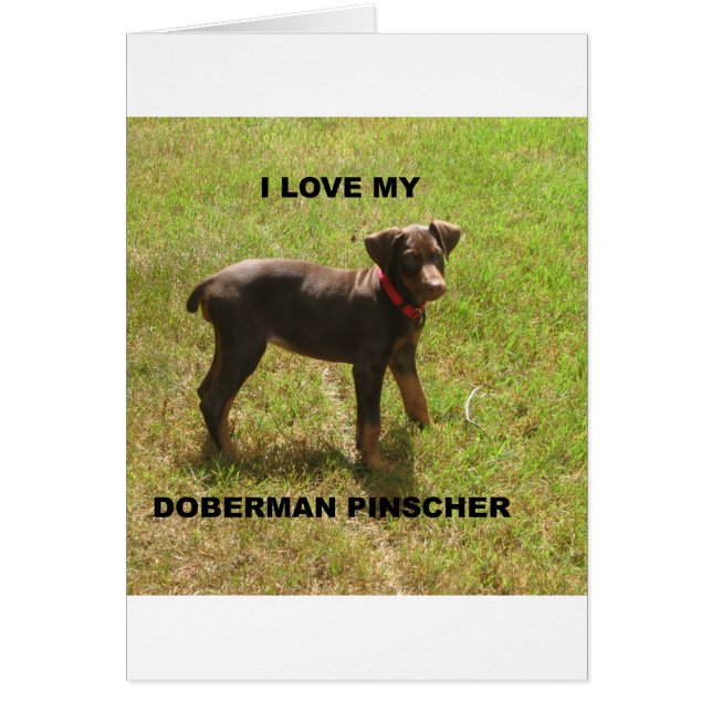Red_doberman_Liebe w pic (Vorne)