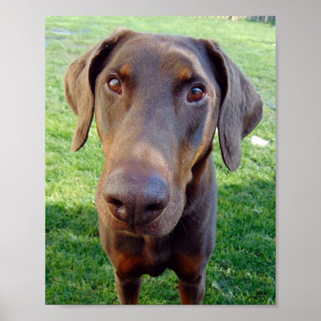 Red Doberman Poster (Vorne)