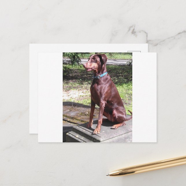 red doberman postkarte (Vorderseite/Rückseite Beispiel)