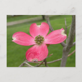 Red Dogwood Postcard Postkarte