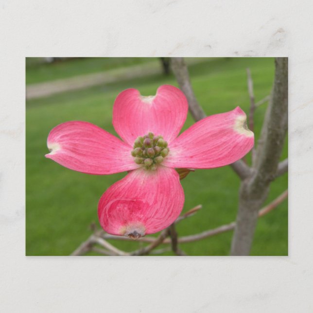 Red Dogwood Postcard Postkarte (Vorderseite)