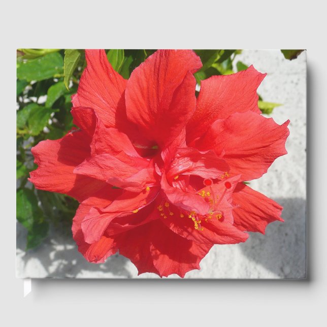 Red Double Hibisken Blume Gästebuch (Vorderseite)
