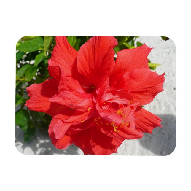 Red Double Hibisken Blume Magnet (Horizontal)