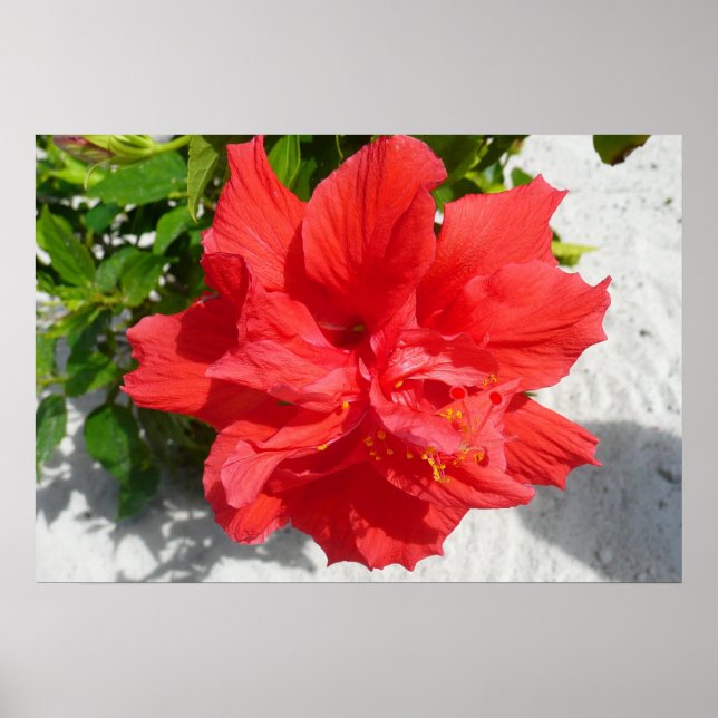 Red Double Hibisken Blume Poster (Vorne)